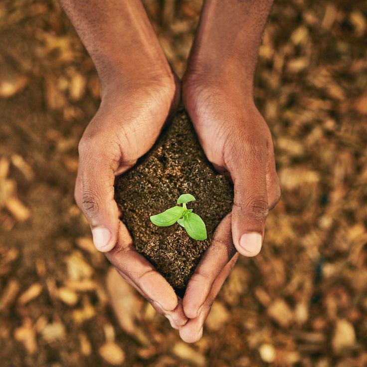 two hands holding a small green plant in dirt