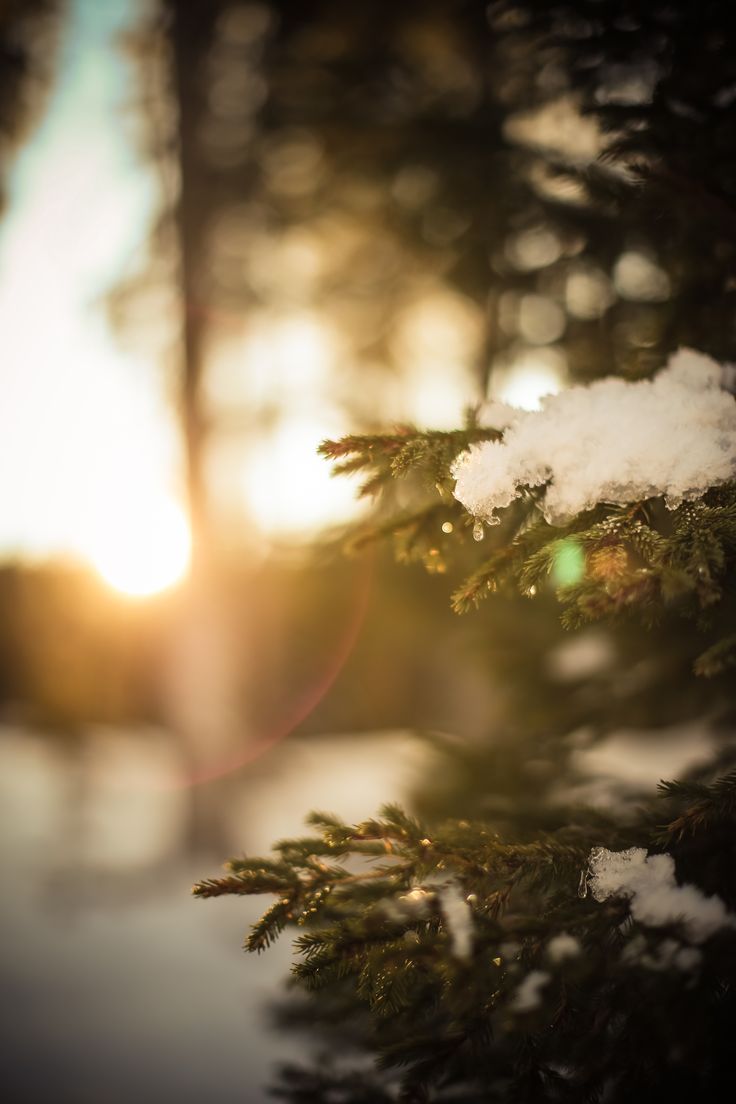 the sun shines through the branches of a pine tree