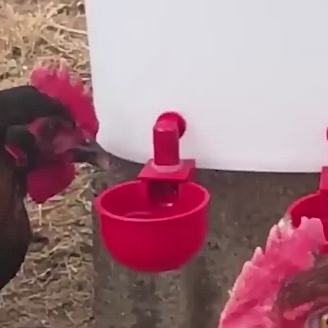 This may contain: a black chicken standing next to two red buckets