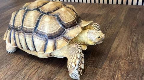 African sulcata tortoise named Mr Miyagi