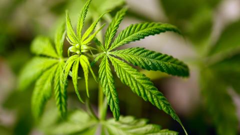 Close up of a cannabis plant. It has thin ruffled leaves with rough edges and buds at the centre.