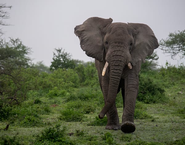 Stormin' Elephant