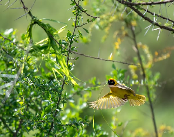 Weaver Bird 2