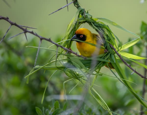 Weaver Bird 1