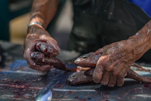  Malta Fish Monger