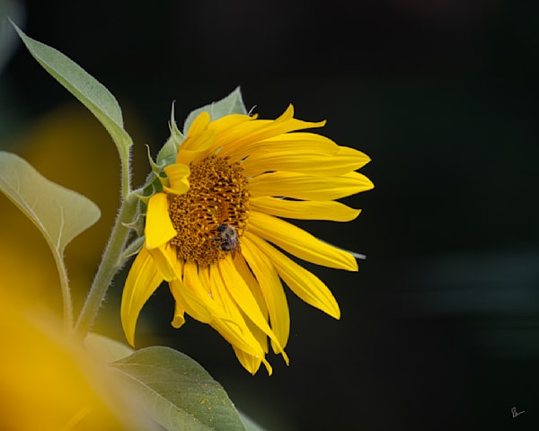 Sunflower & Bee