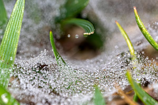 Spider Web Water Droplets