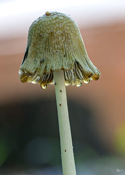 Mushroom 1