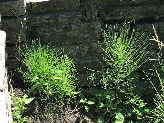 March/April Journal  Equisetum - A Horsetail Tale.