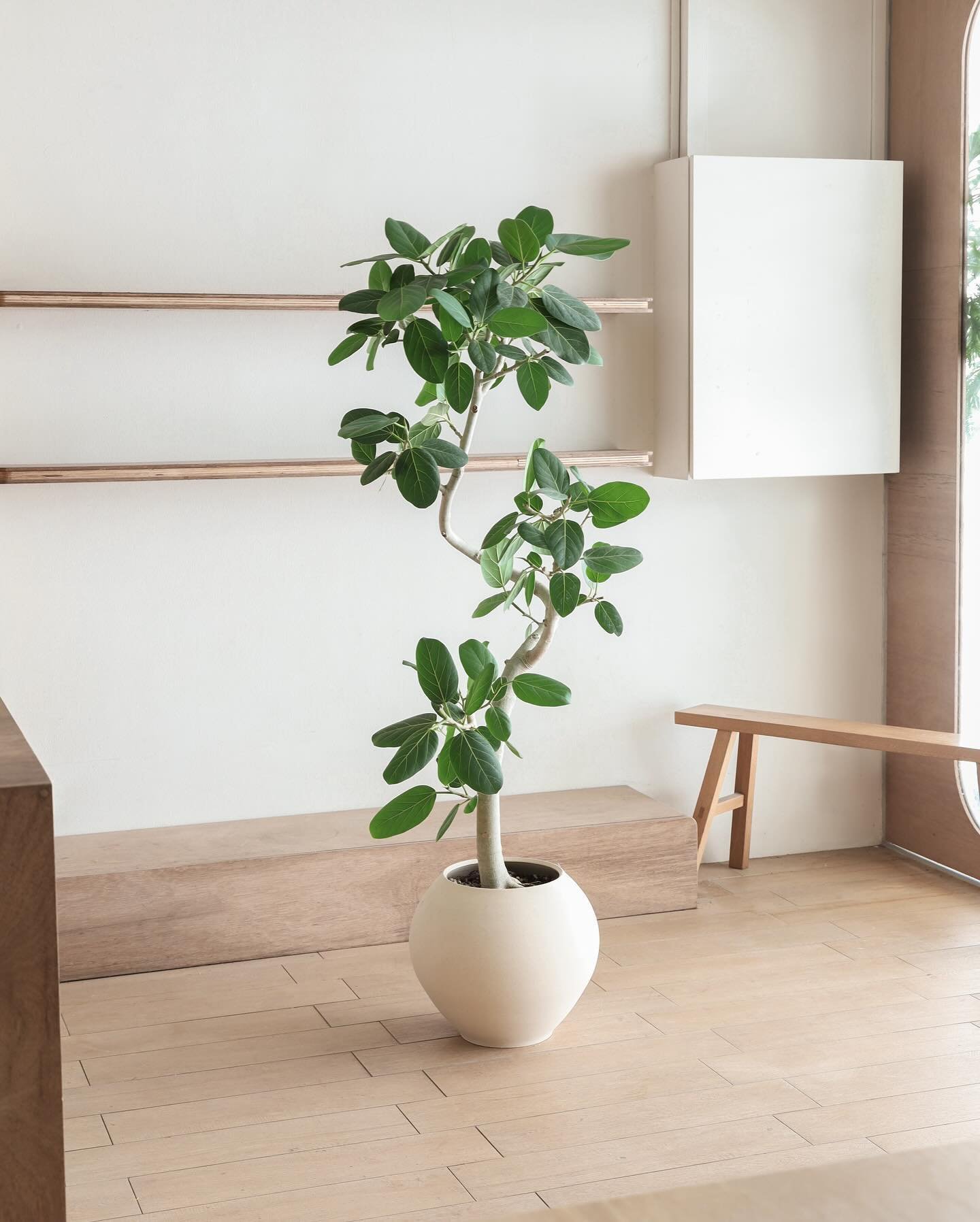 Meet Ficus Audrey from Japan! 🌿 Easy to care for and thrives indoors. It only needs bright, indirect light and occasional watering. 🌅💧 The perfect low-maintenance green companion for your living space. 

Available in two sizes at our physical stor