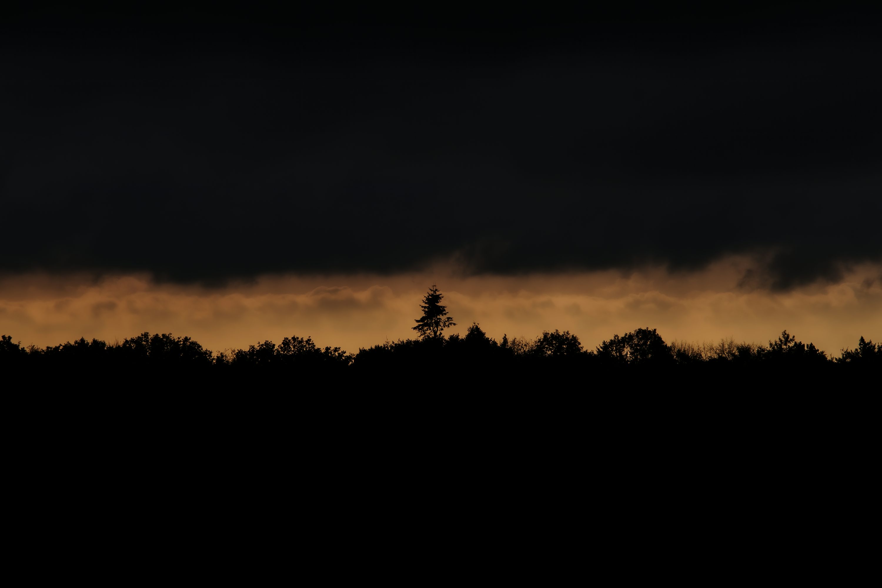 A group of trees in the distance under a cloudy sky