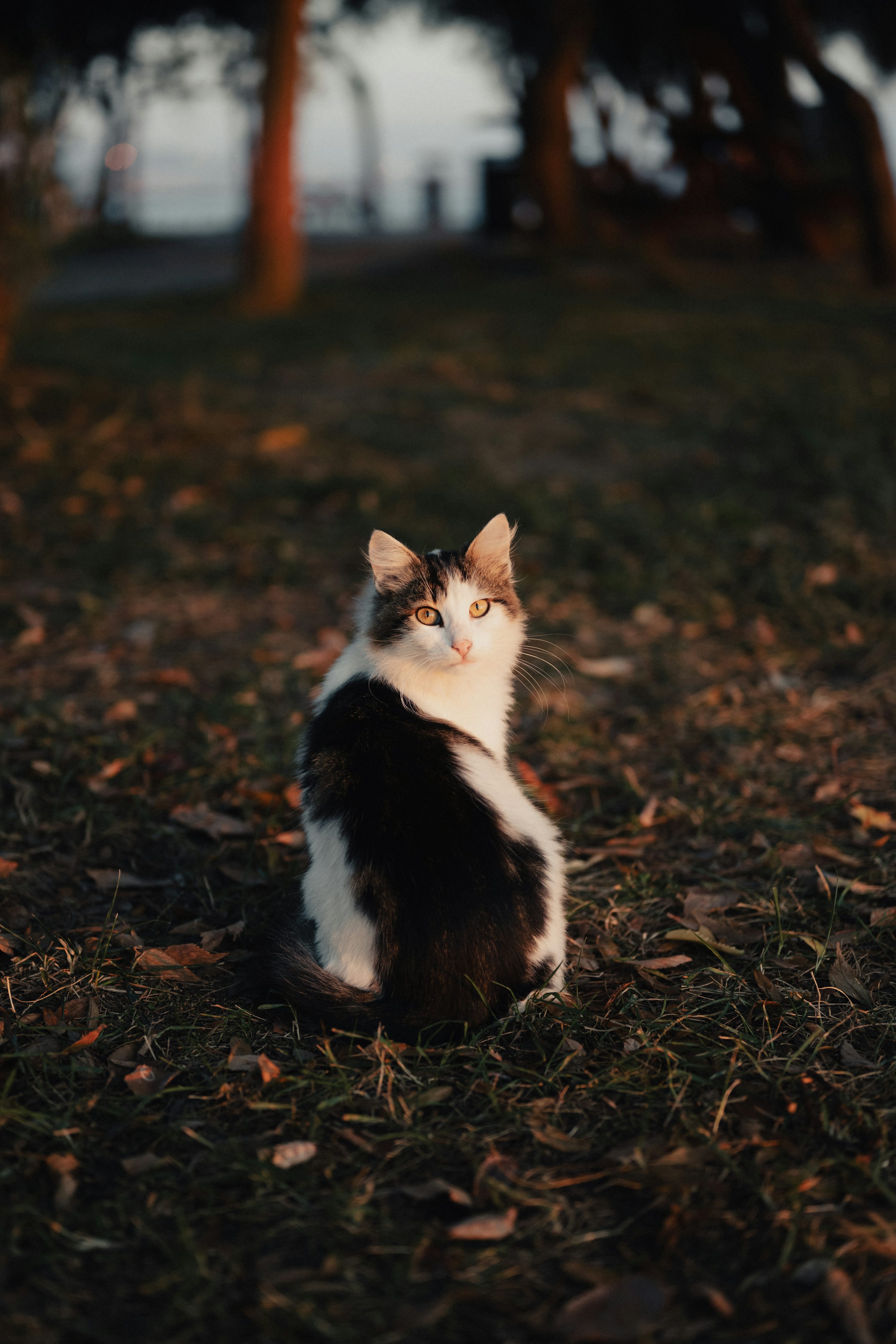 A black and white cat sitting in the grass