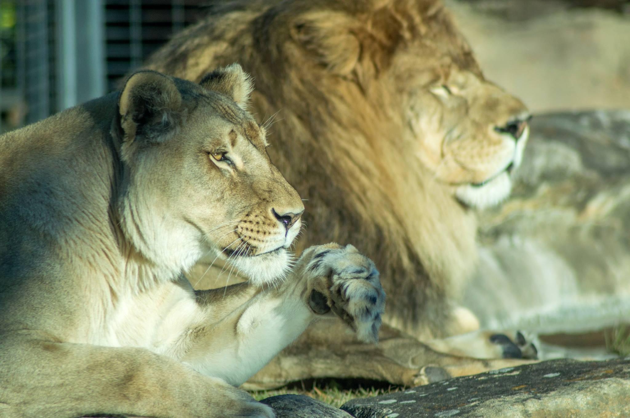 Leo III and Una in habitat