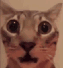 Scared Cat GIFs | Tenor