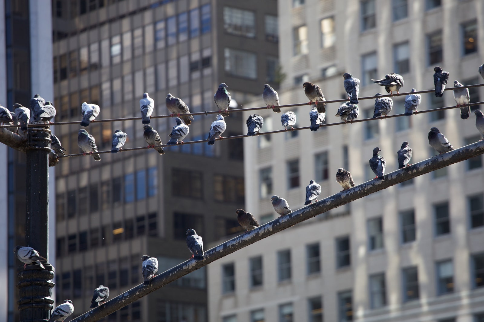 Urban Birds Are Harboring Antibiotic-Resistant Bacteria