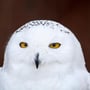 snowowl78 profile