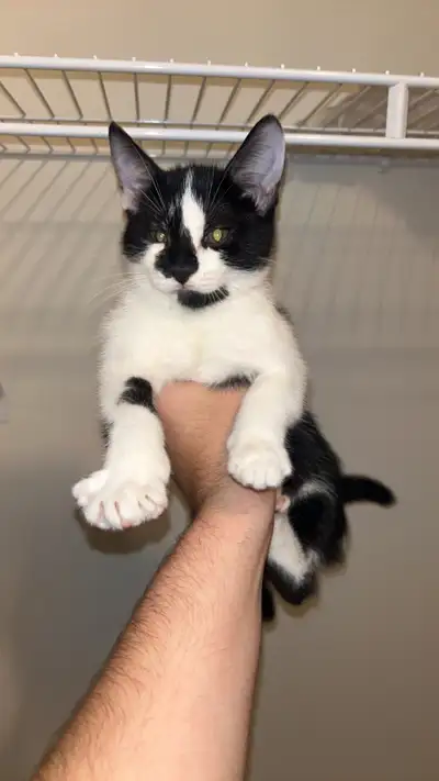 Cute and playful kitten to give!