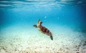 This underwater photo taken on April 5, 2024, shows a green turtle swimming at Lizard Island on the Great Barrier Reef, located 270 kilometres (167 miles) north of the city of Cairns. Australia's famed Great Barrier Reef is teetering on the brink, suffering one of the most severe coral bleaching events on record -- the fifth in eight years -- and leaving scientists unsure about its survival. (Photo by DAVID GRAY / AFP) / To go with Australia-Climate-Conversation-Reef by Laura CHUNG