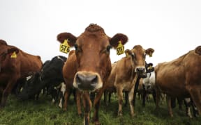 Brighter Future - Dairy. Dairy farming family the Mathieson's, Ewen, Dianne and Melissa talk about the boom and bust of their industry since 2008 and how they got through some of the tougher times.