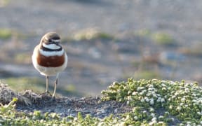 Banded Dotterel