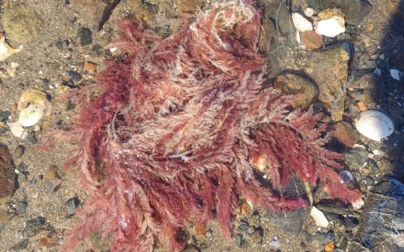 The red seaweed Asparagopsis taxiformis is new to mainland New Zealand.