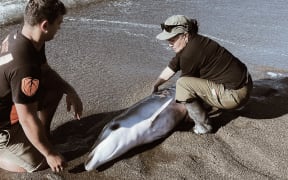 The dead baby whale is retrieved from a beach near Te Kaha.