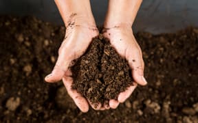 close up hand holding soil peat moss