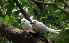 An image of two white terns.