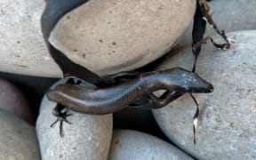 The Shore Skink