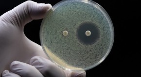 A gloved hand holds a petri dish with resistant bacteria.