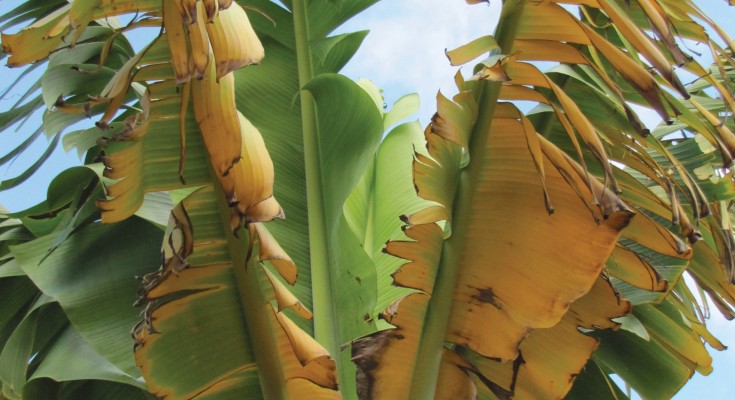 Cavendish banana plant with yellow wilting leaves in front of blue sky