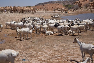 Climate crisis in Somalia: “If the rains fail, our livestock will perish”