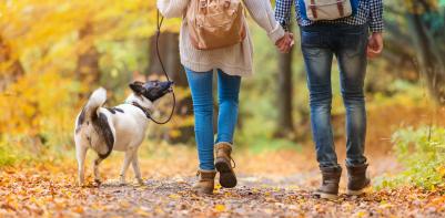 wandelaars met hond in het bos