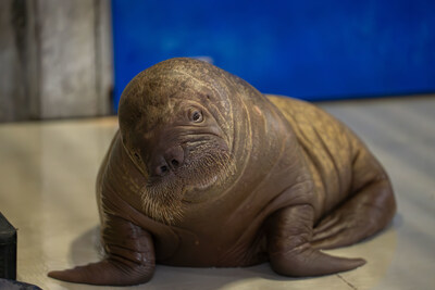 SeaWorld Orlando Welcomes Orphaned Pacific Walrus Calf Rescued in Alaska to New Home