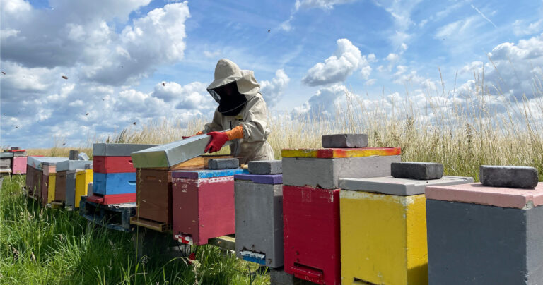 A woman in protective gear opens a bee hive