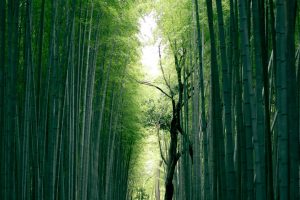 Path lined with bamboo trees