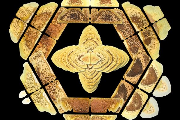 Images of honey bee combs, arranged to show the symmetry between the two sides of the comb.