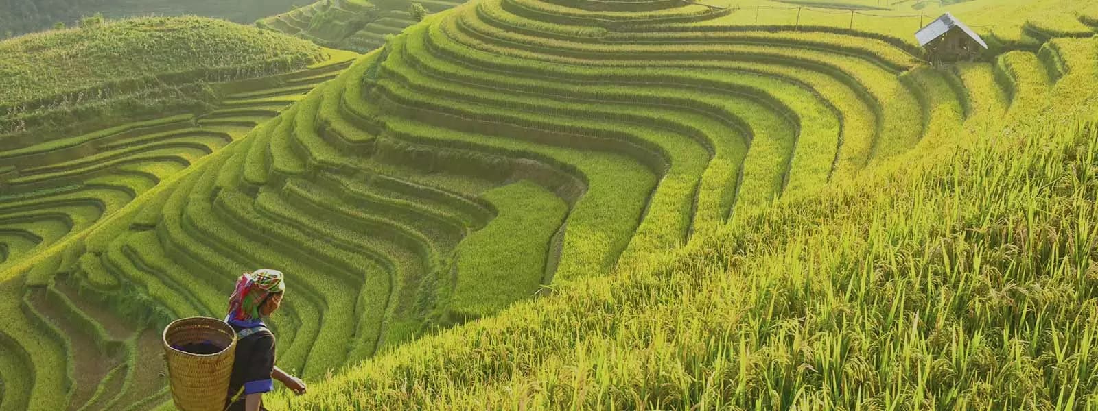 Person walking on rice fields