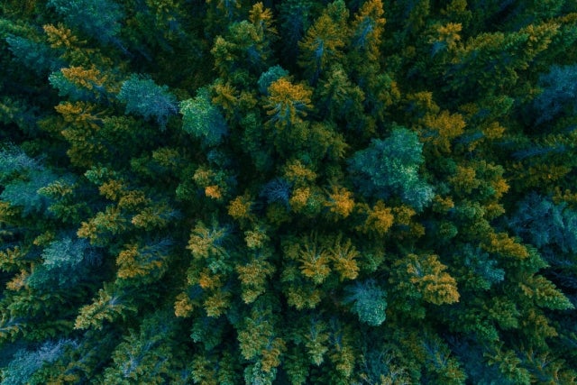 view above looking down at forrest