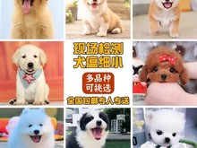 安庆大型犬舍出售宠物狗 品种齐全 视频挑选支持全国发货