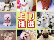 安庆大型犬舍出售宠物狗 品种齐全 正规犬舍支持全国发货