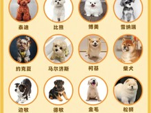 安庆金毛犬价格 正规犬舍 纯种幼犬