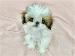 西施犬多少钱 哪里有卖西施犬的