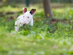 安庆萨摩耶犬多少钱一只