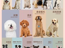 正规犬舍直销 出售泰迪 柴犬 约克夏 柯基 比熊犬 吉娃娃等