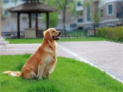 安庆优质宠物狗 繁殖基地长期出售宠物幼犬 健康出售