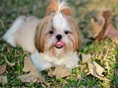 西施犬多少钱 哪里有卖西施犬的