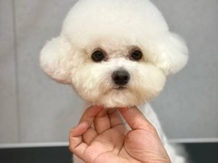 比熊幼犬多少钱一只 哪里可以买到比熊