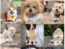 安庆金毛犬价格咨询-可视频或到店挑选 