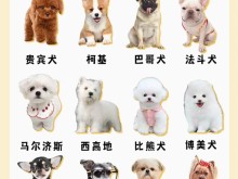 安庆本地靠谱犬舍 出售纯种比熊血统纯正-同城推荐